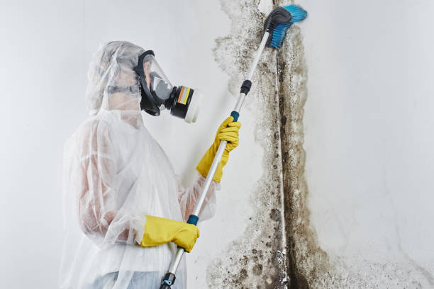 Trusted Stephens City, VA Mold Removal Experts