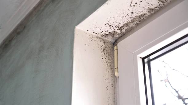 Best Mold Damage Repair  in Stephens City, VA