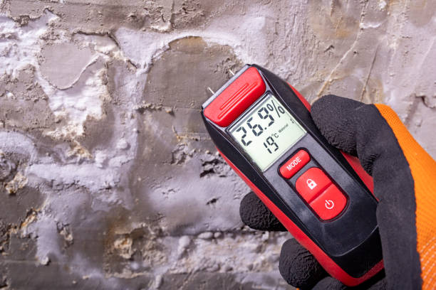 Best Toxic Mold Removal  in Stephens City, VA