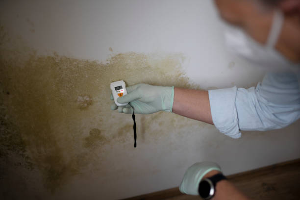 Best Certified Mold Removal  in Stephens City, VA