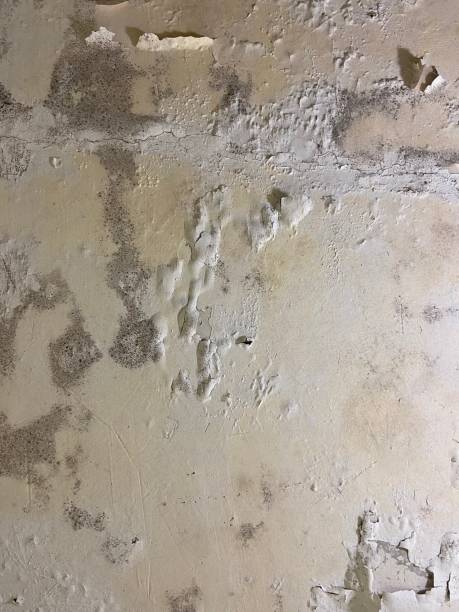 Best Professional Mold Removal  in Stephens City, VA